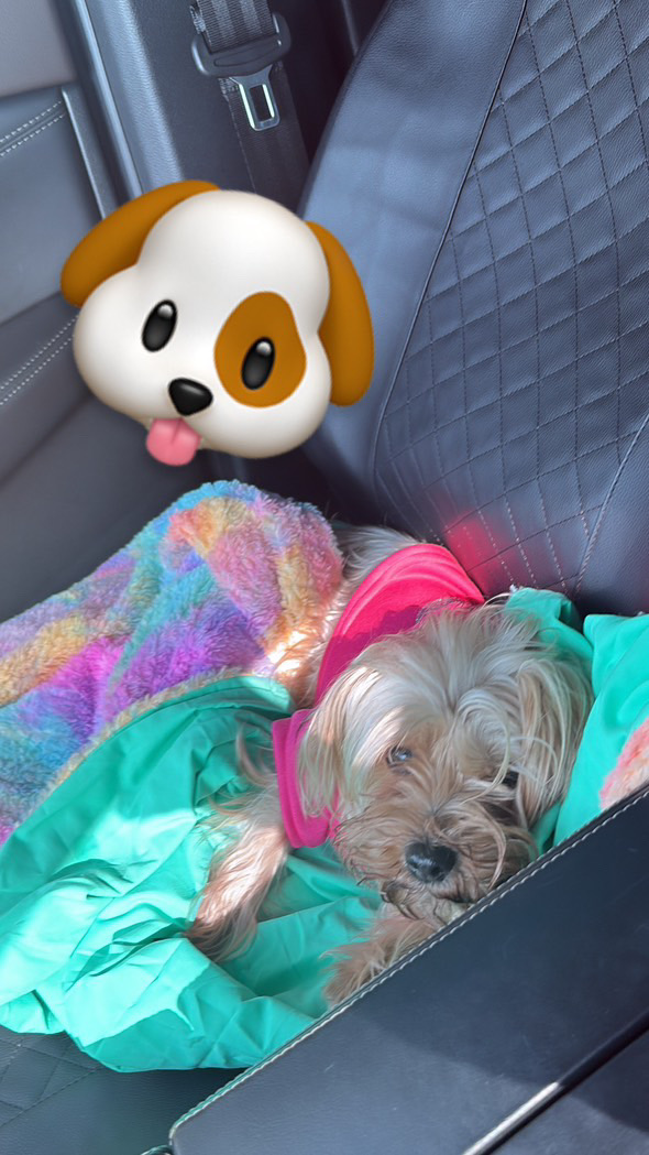 Image of Poochi, Lost Dog