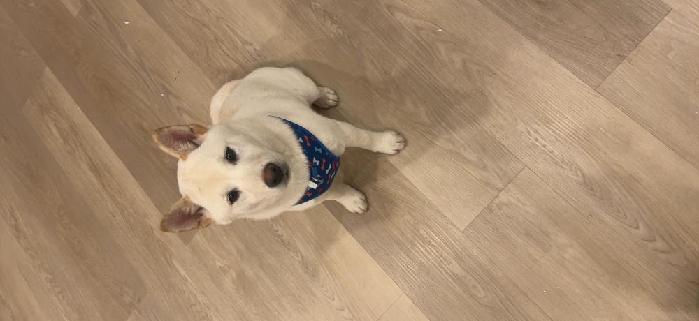 Image of aspen, Lost Dog