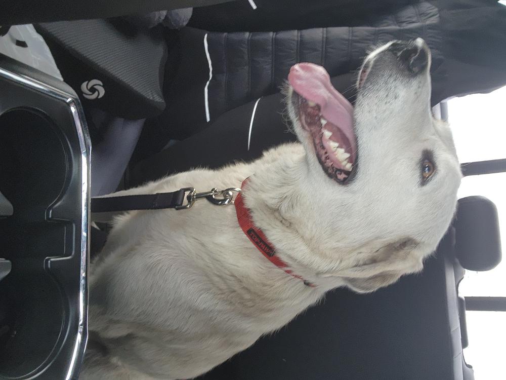 Image of Luna, Lost Dog