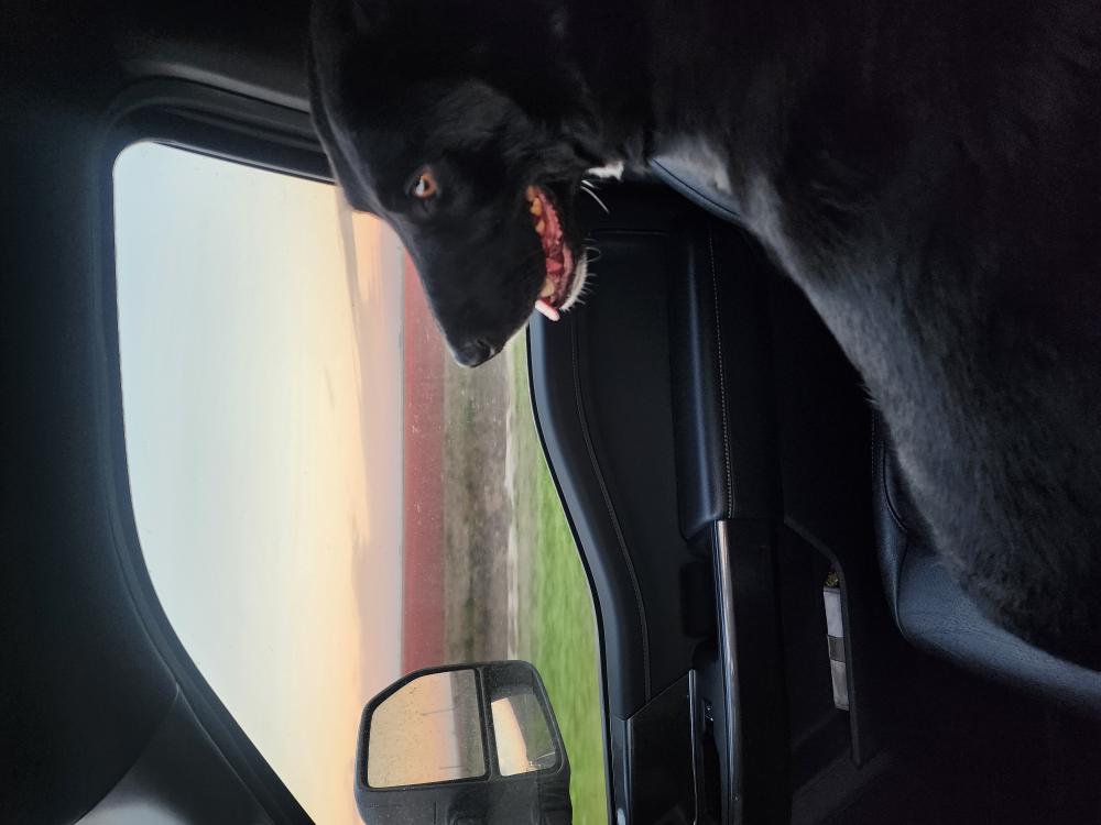 Image of Boy, Lost Dog