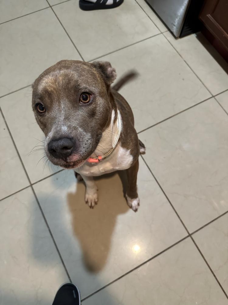 Image of Stella, Lost Dog