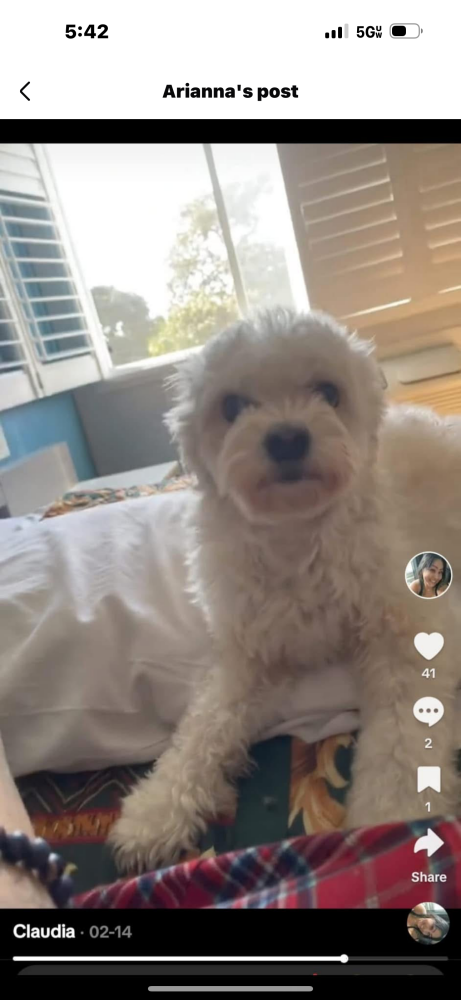 Image of Jazzy, Lost Dog
