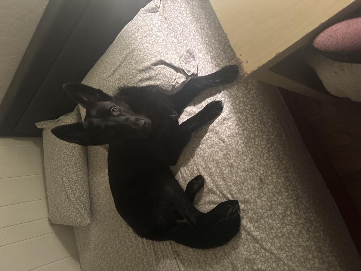 Image of Silas, Lost Dog