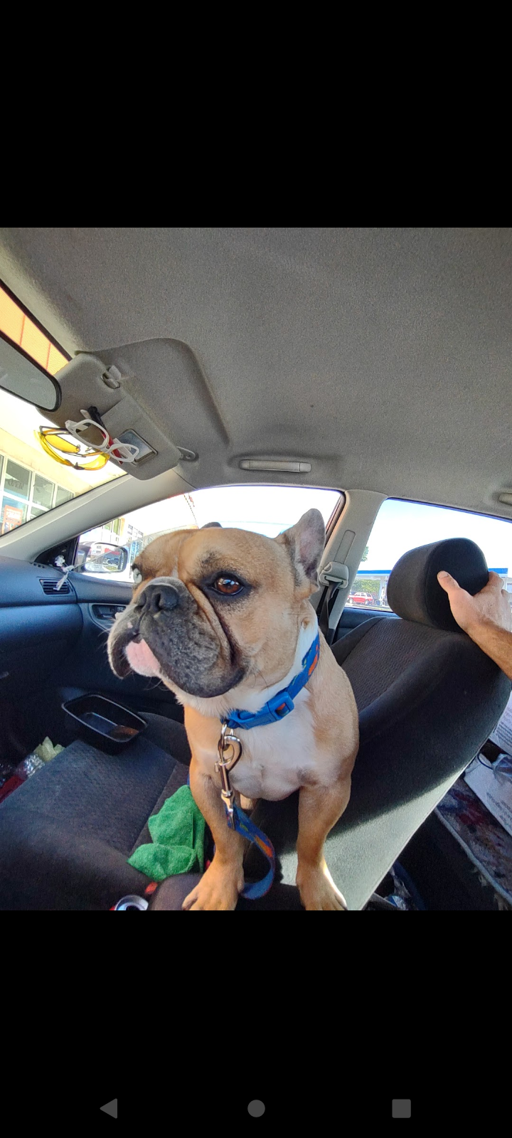 Image of Muñeco, Lost Dog