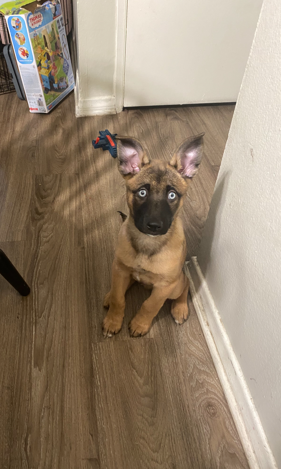 Image of Glock, Lost Dog