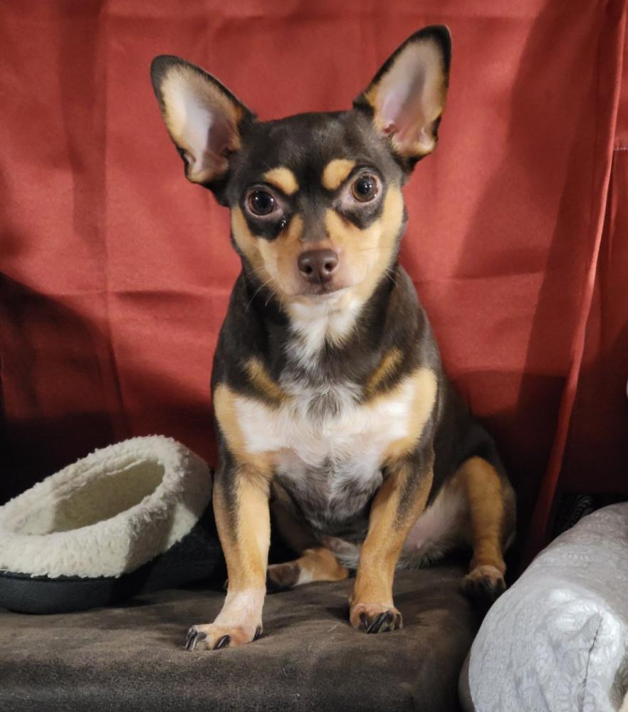 Image of Mommy / Mama, Lost Dog