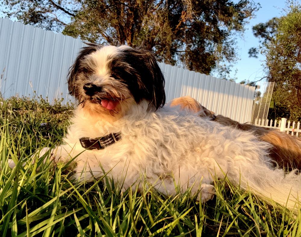 Image of Antonio, Lost Dog