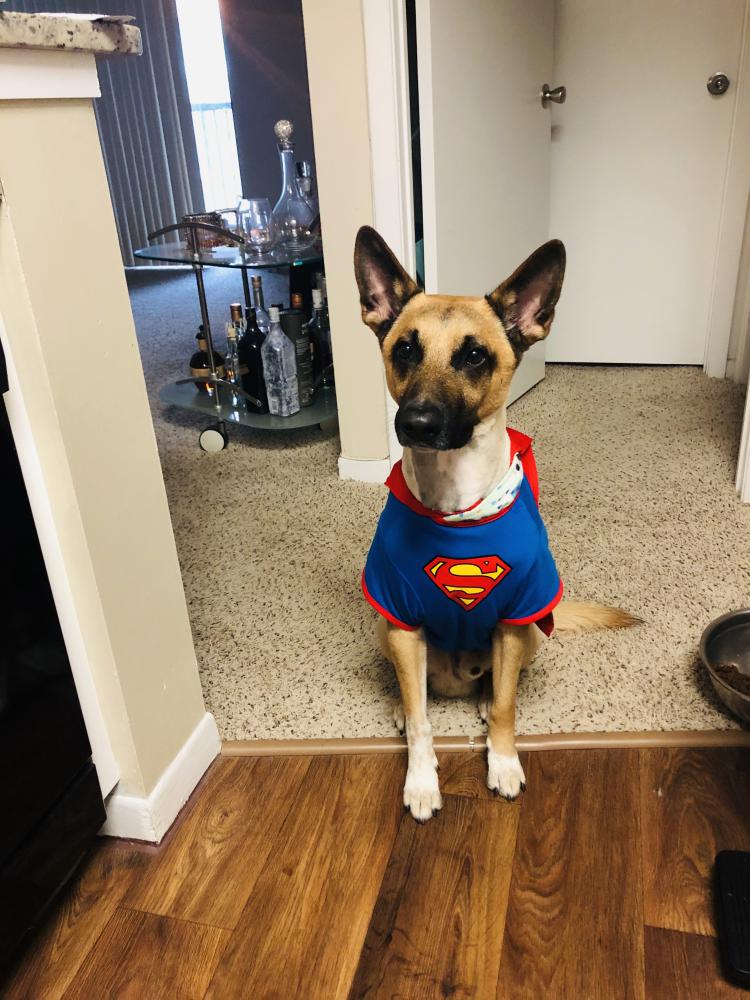 Image of Hank, Lost Dog