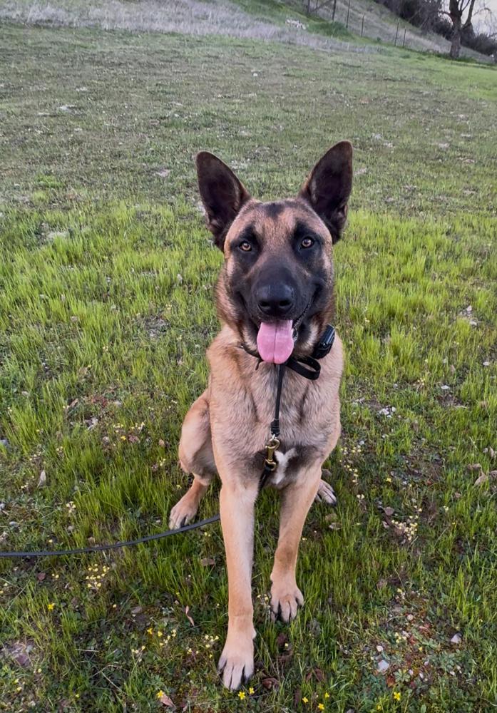 Image of Unknown, Found Dog