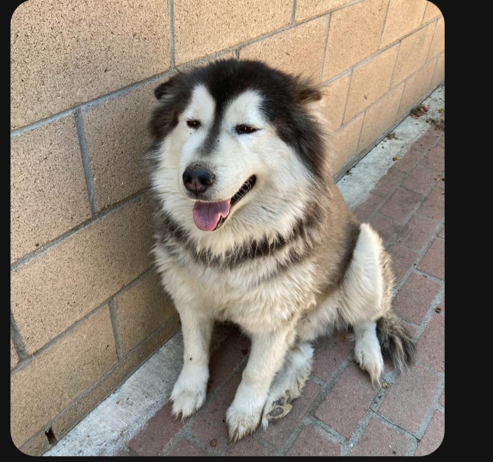 Image of Lobo, Lost Dog