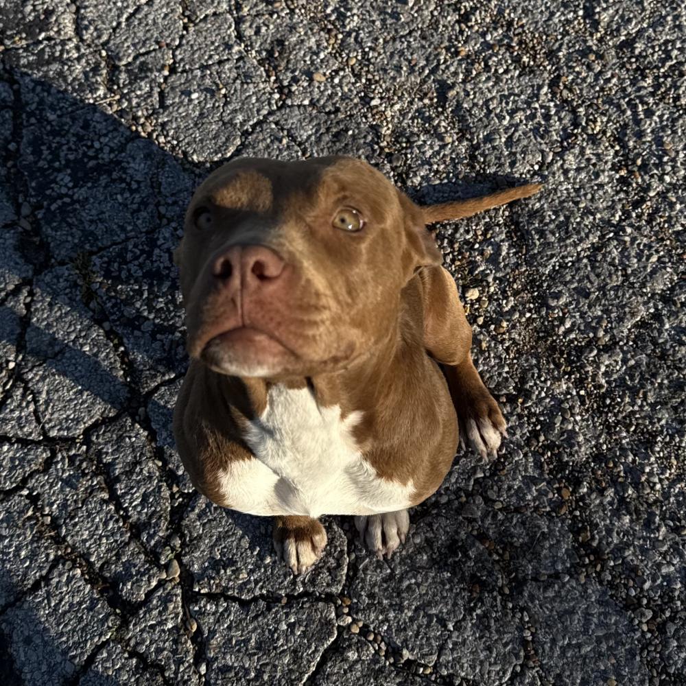 Image of Unknown, Found Dog
