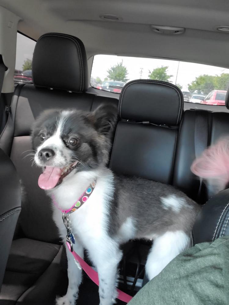 Image of Mia, Lost Dog