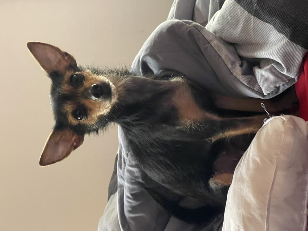 Image of Bubbles, Lost Dog