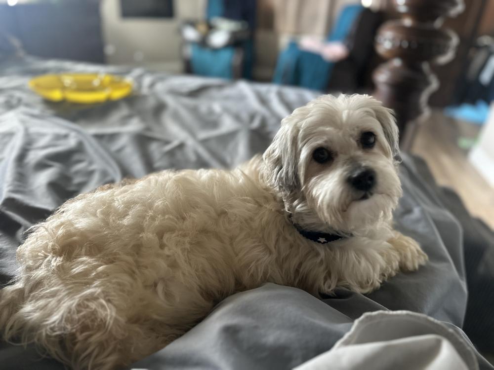 Image of Unknown, Found Dog