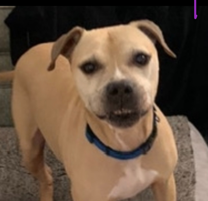 Image of Peabody, Lost Dog