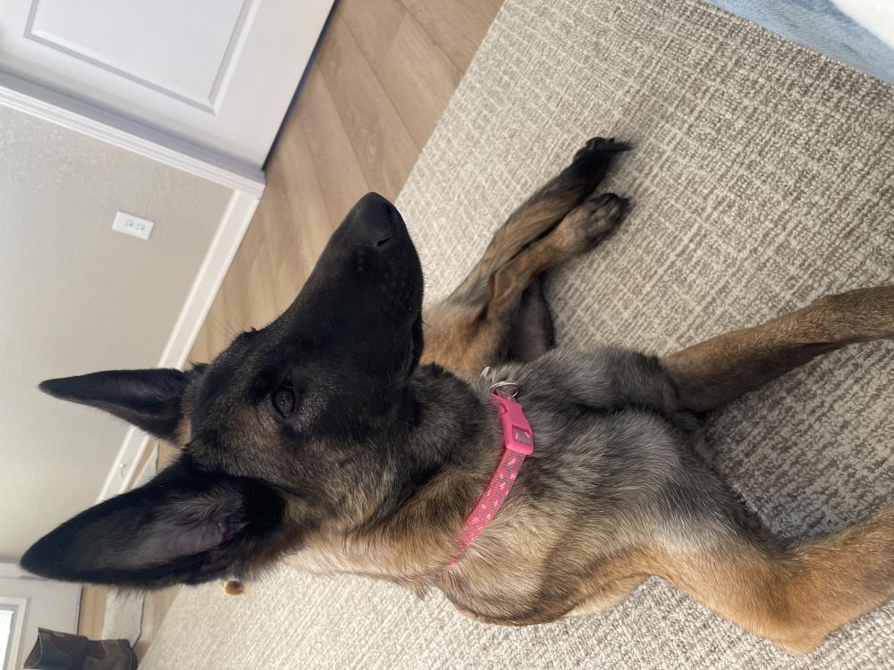 Image of Vicious or V, Lost Dog