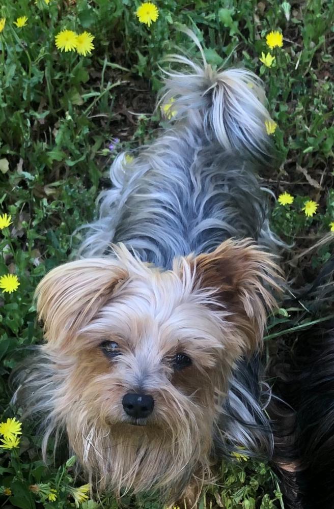 Image of Shaggy, Lost Dog