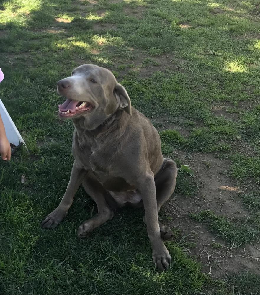 Image of Luna, Lost Dog