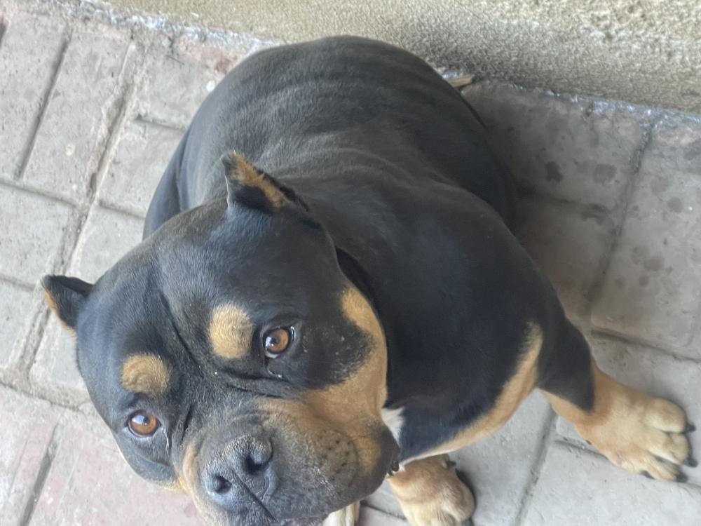 Image of Chapo, Lost Dog