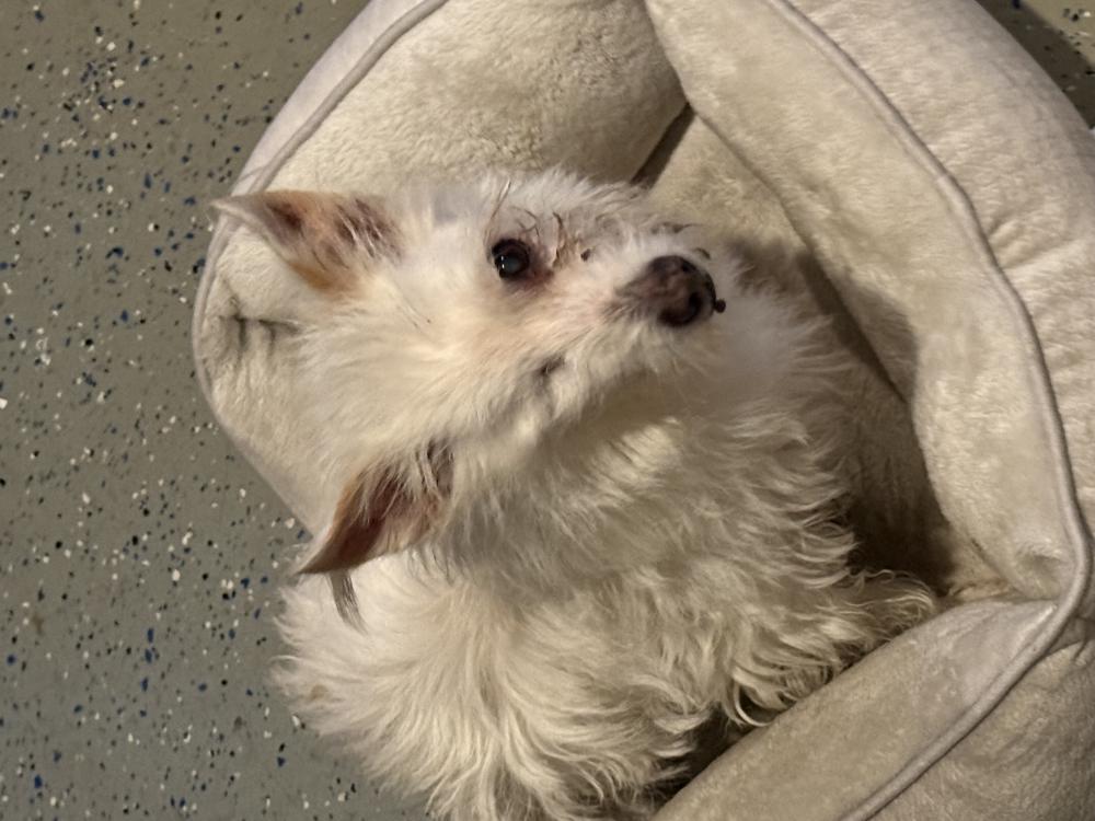 Image of Blanky, Lost Dog