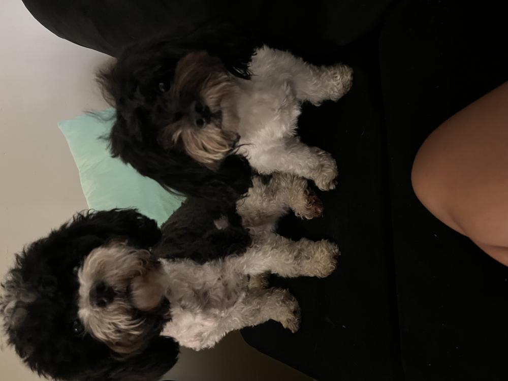 Image of Coco and lucy, Lost Dog