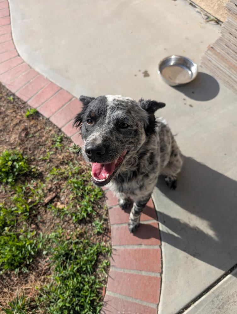 Image of Unknown, Found Dog