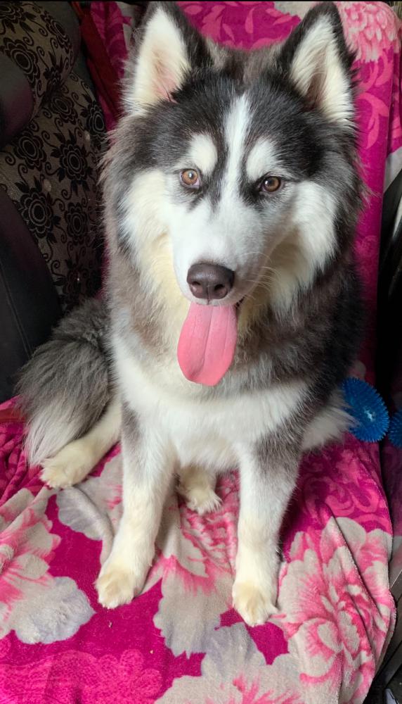 Image of Dexter, Lost Dog