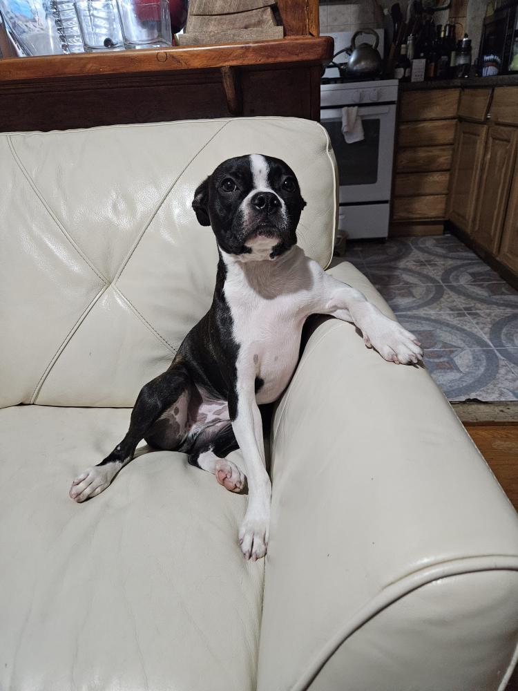 Image of Merlot, Lost Dog