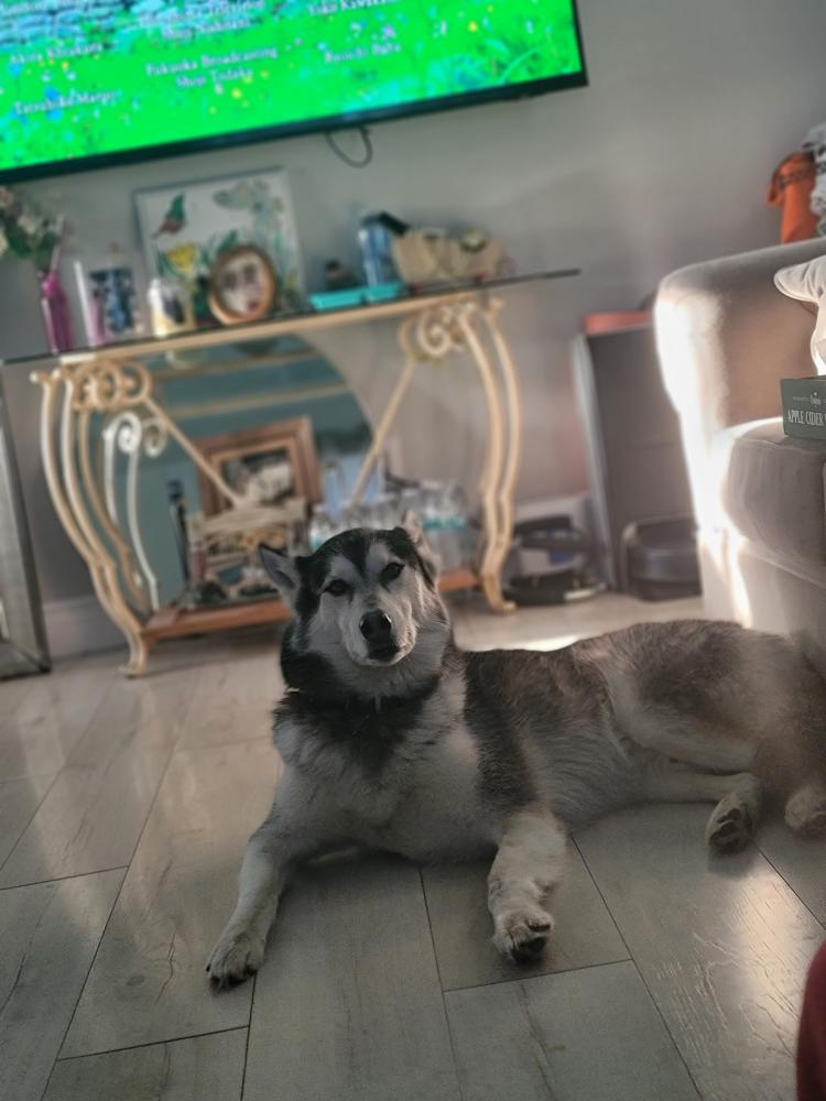 Image of Ace, Lost Dog