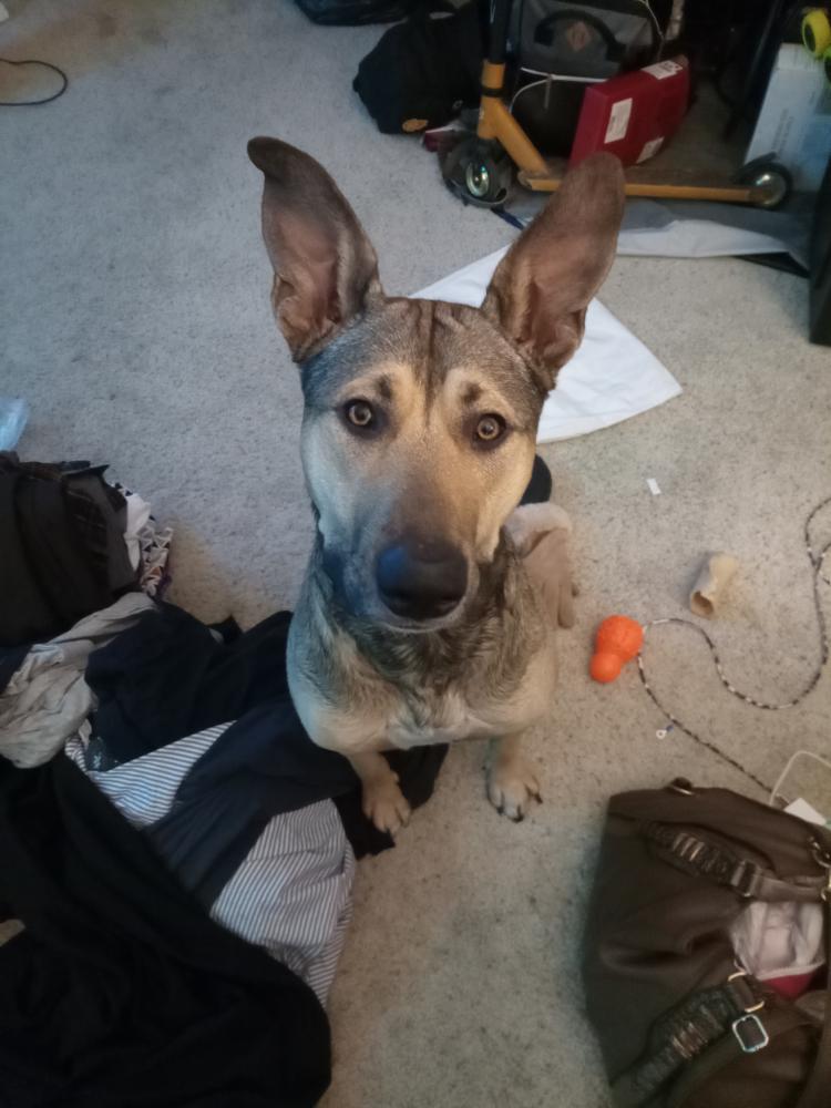 Image of Dakota, Lost Dog