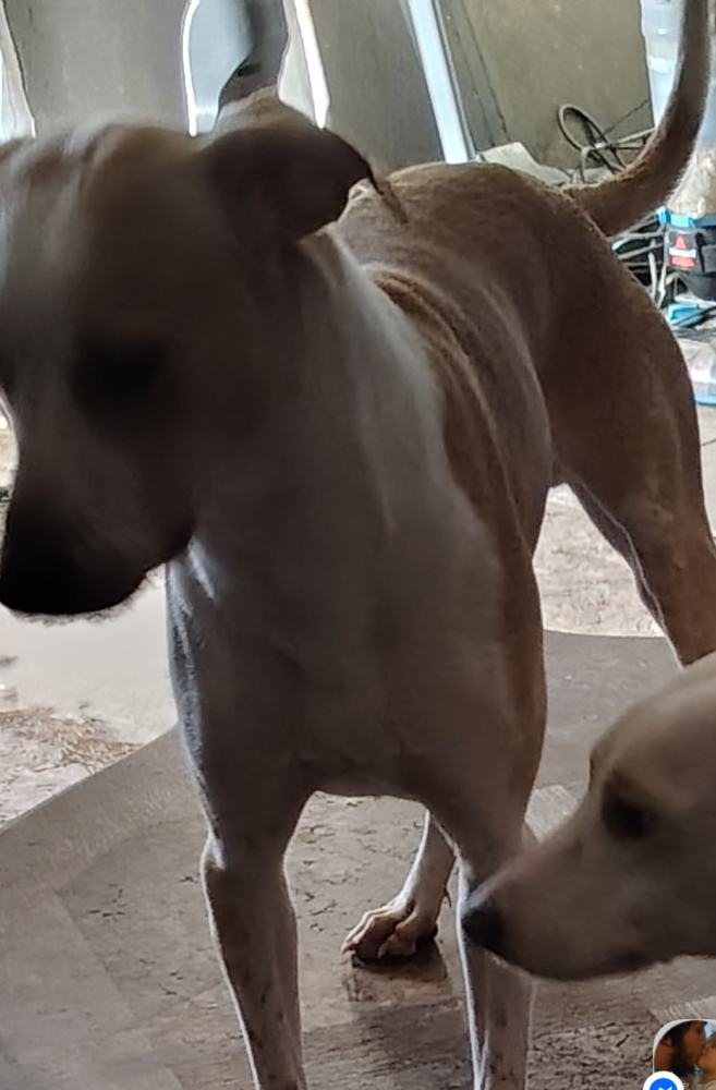Image of Hoss, Lost Dog