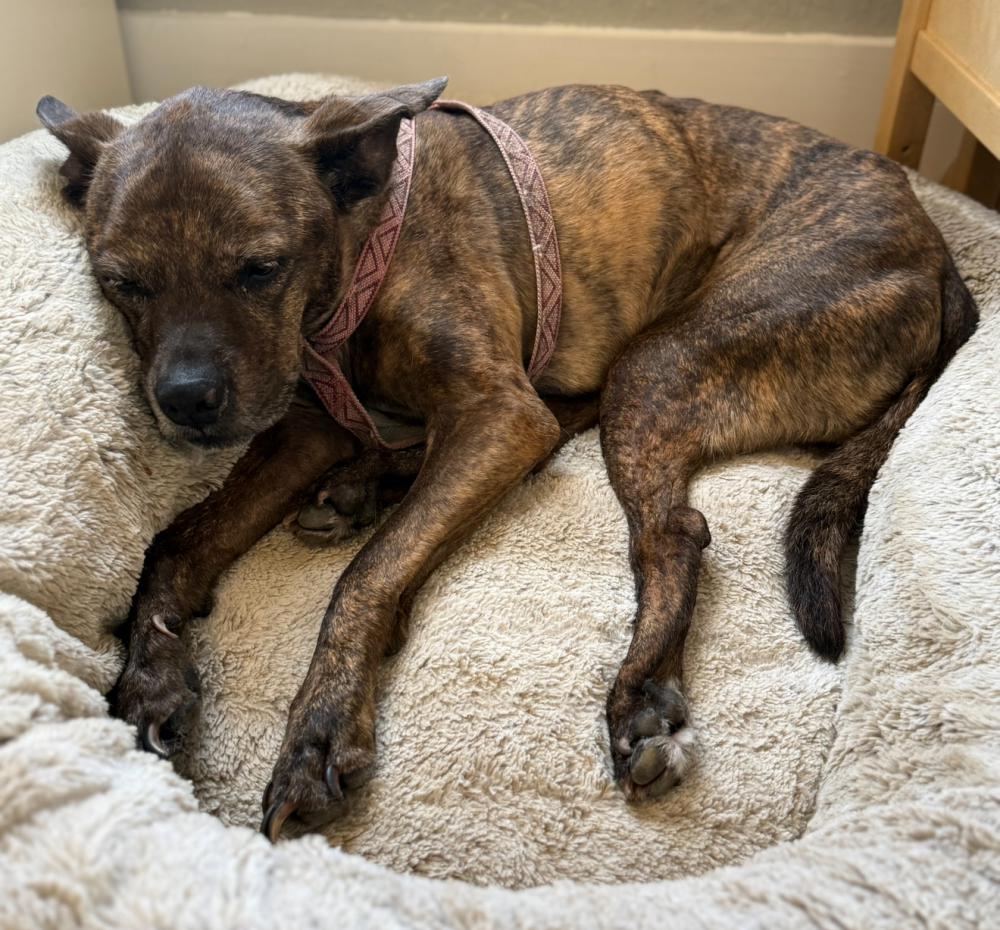 Image of Ginger, Lost Dog
