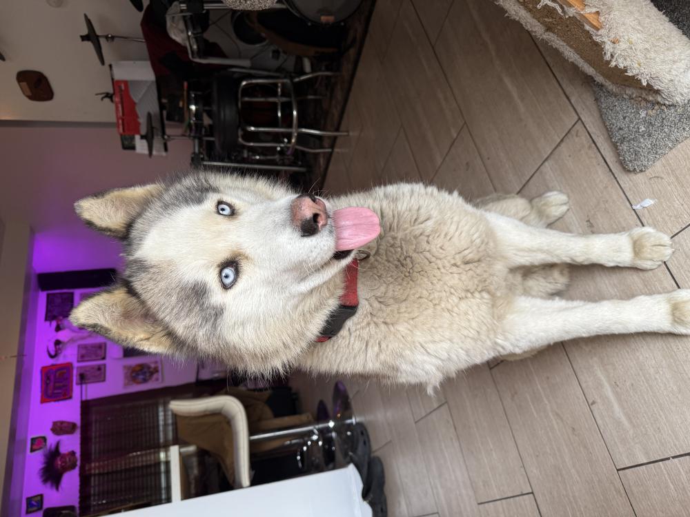 Image of Unknown, Found Dog
