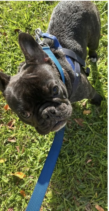 Image of Coco, Lost Dog