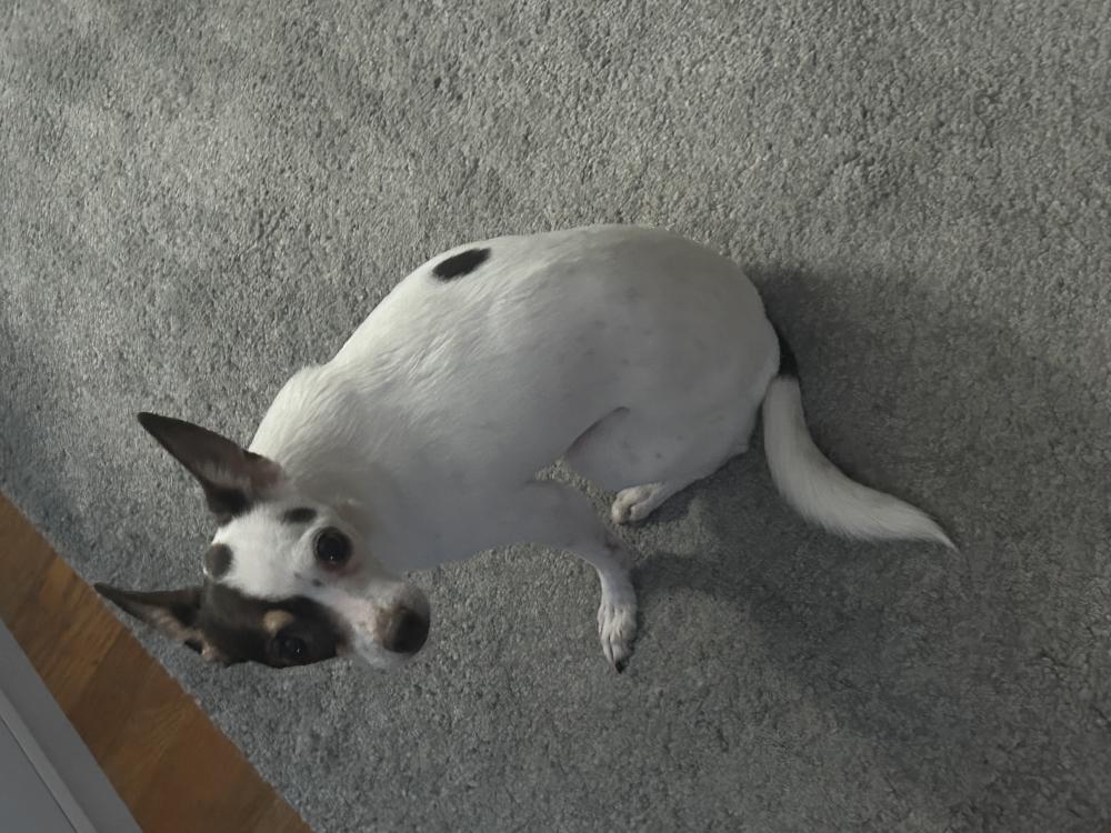 Image of Lucy, Lost Dog