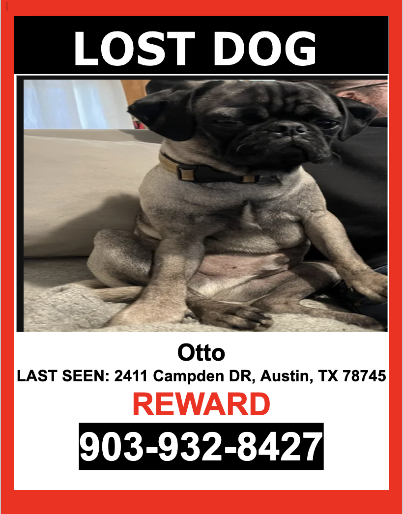 Image of Otto, Lost Dog