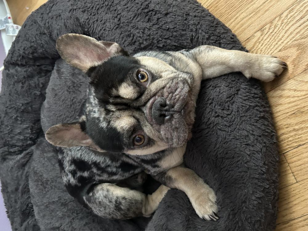 Image of Bentley, Lost Dog