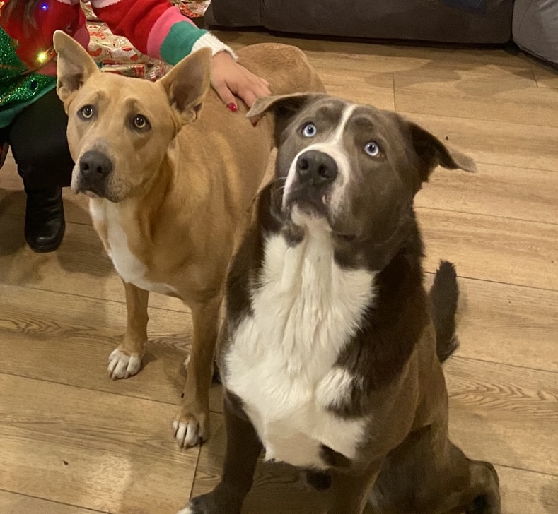 Image of Lucky/ Blue, Lost Dog