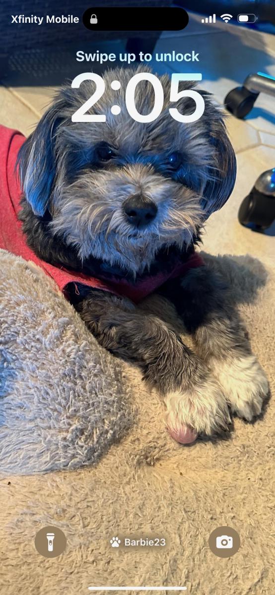Image of Lucy, Lost Dog