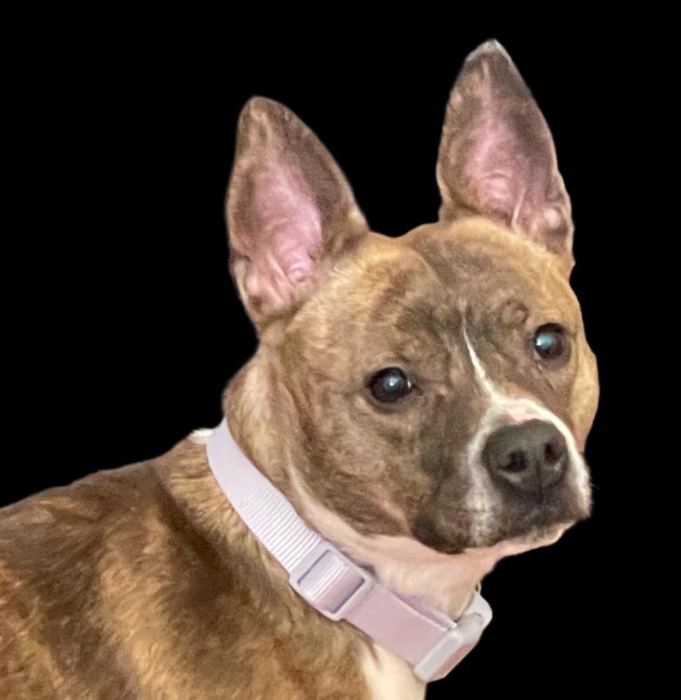 Image of Unknown, Found Dog