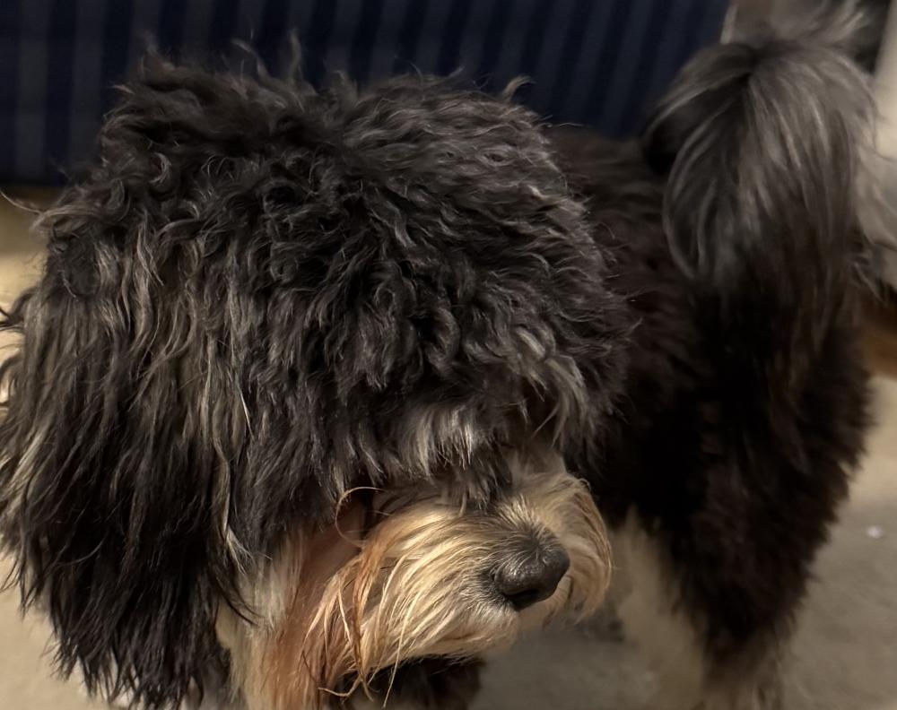 Image of unknown, Found Dog