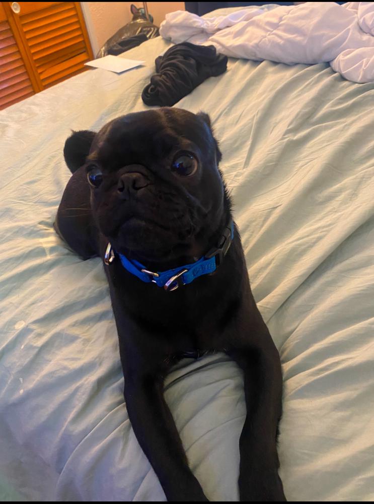 Image of Dodger, Lost Dog