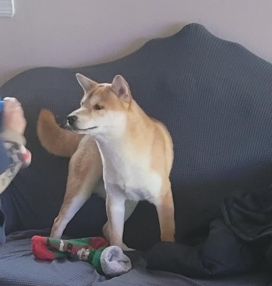 Image of buster, Lost Dog