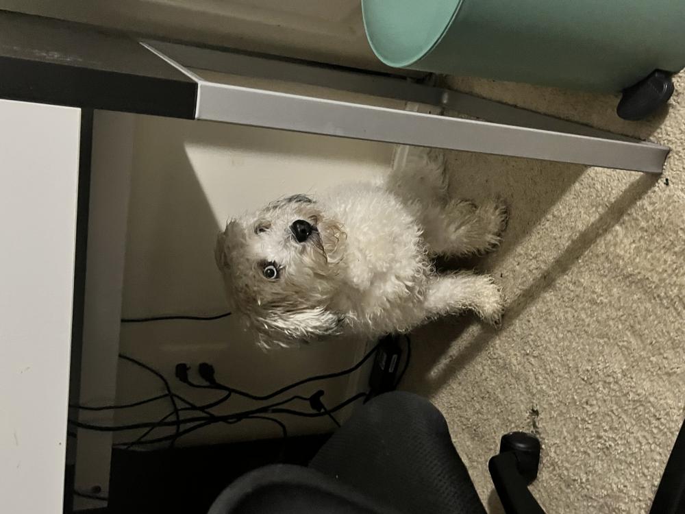 Image of Lola, Lost Dog