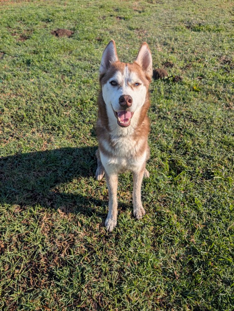Image of Unknown, Found Dog