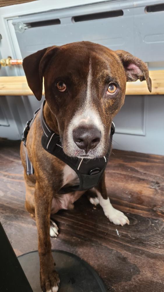 Image of Hugo, Lost Dog