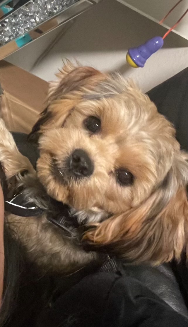 Image of Meeko, Lost Dog