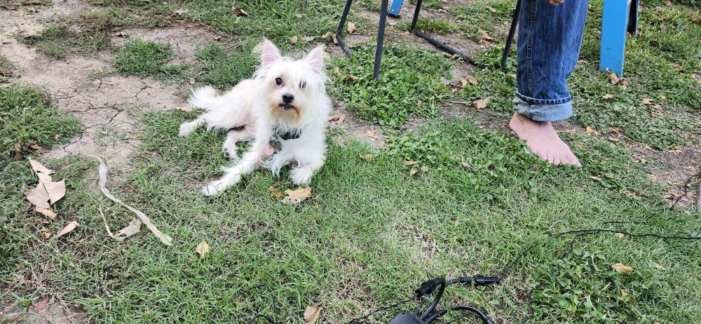 Image of Monte, Lost Dog