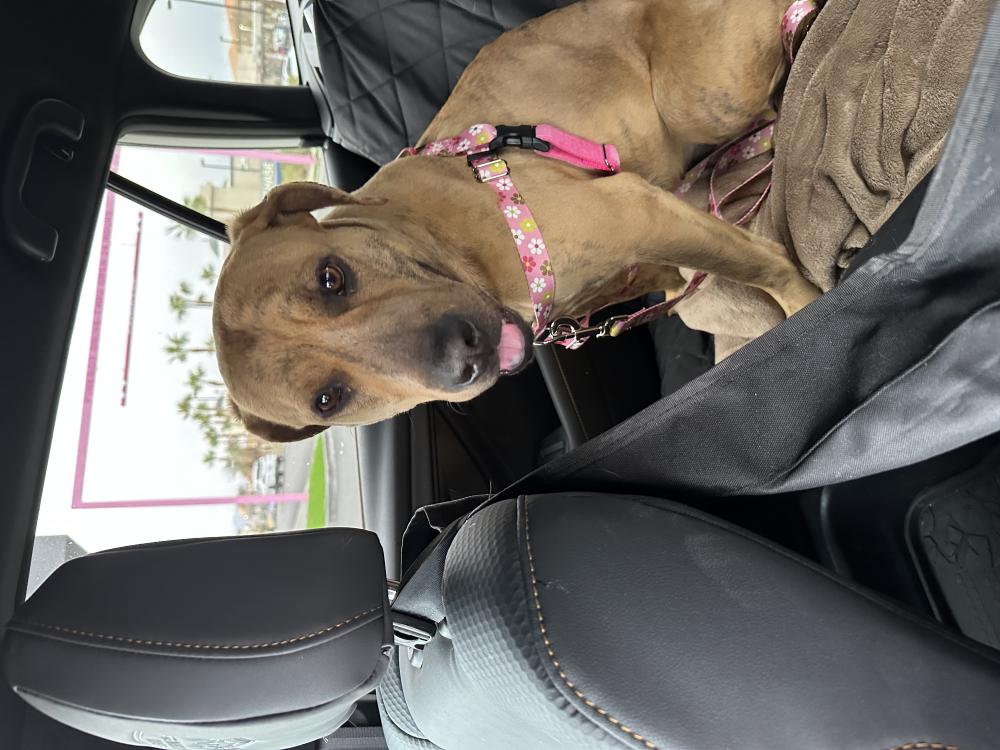 Image of Unknown, Found Dog