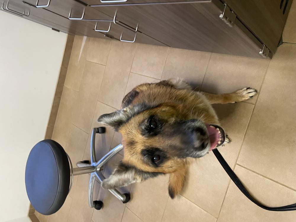 Image of Marley, Lost Dog